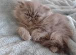 Blue smoke - Persian Cat For Sale - Greenwood, SC, US