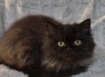 Black Persian Male - Persian Cat For Sale - Greenwood, SC, US