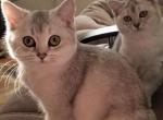 Nina - British Shorthair Cat For Sale - Brooklyn, NY, US