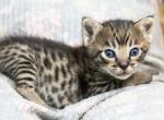 Gorgeous F4 Savannahs - Savannah Cat For Sale - Lakeland, FL, US