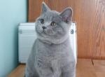 Mads von Shmidt - British Shorthair Cat For Sale - Minsk, Minsk Region, BY