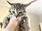 C Litter Claudia - Bengal Cat For Sale - Daphne, AL, US