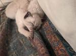 Siamese kittens - Siamese Cat For Sale - Worcester, MA, US
