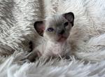 Koda - Devon Rex Cat For Sale - Williamsburg, VA, US