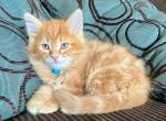 Ace - Siberian Cat For Sale - Temecula, CA, US