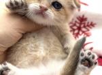 Luna - Scottish Fold Cat For Sale - Exton, PA, US