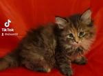 Bella - Siberian Cat For Sale - New York, NY, US