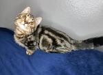 Minuet kitten - Minuet Cat For Sale - Sacramento, CA, US