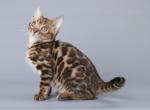 Zuhriya - Bengal Cat For Sale - Miami, FL, US