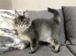 Humvee - Maine Coon Cat For Sale - Miami, FL, US