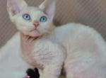 Nord - Devon Rex Cat For Sale - Miami, FL, US