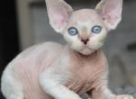 Onix - Devon Rex Cat For Sale - Miami, FL, US