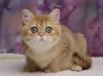 Sophie - British Shorthair Cat For Sale - Miami, FL, US