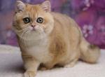 David - British Shorthair Cat For Sale - Miami, FL, US