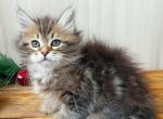 Gizmo - Siberian Cat For Sale - Miami, FL, US