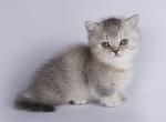 Ultrra - Munchkin Cat For Sale - Hollywood, FL, US