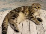 Fasolka - Scottish Fold Cat For Sale - Hollywood, FL, US