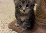 Light Tabby Maine Coon - Maine Coon Cat For Sale - Chapel Hill, NC, US