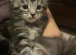 Tabby Maine Coon - Maine Coon Cat For Sale - Chapel Hill, NC, US