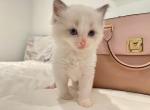ameishi's litter 4 lilac bicolor 1  seal bi color - Ragdoll Cat For Sale - NY, US