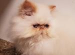 Himalayan Persian Kittens - Himalayan Cat For Sale - Satellite Beach, FL, US