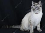Birch - Siamese Cat For Sale - MO, US