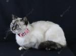 Leila - Siamese Cat For Sale - MO, US