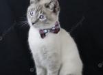 Azul - Siamese Cat For Sale - MO, US