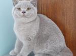 Lavender Ice - British Shorthair Cat For Sale - Minsk, Minsk Region, BY