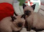 our first 5th generation - Siamese Cat For Sale - MD, US