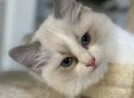 Silviya's kitties - Ragdoll Cat For Sale - NC, US