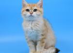 Mihael 2 - British Shorthair Cat For Sale - NY, US