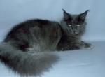 Sultan - Maine Coon Cat For Sale - New York, NY, US