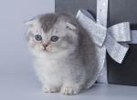 Eugene - Munchkin Cat For Sale - Hollywood, FL, US