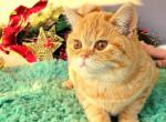 Fiona - British Shorthair Cat For Sale - New York, NY, US