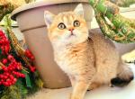 Raya - British Shorthair Cat For Sale - New York, NY, US