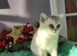 Teddy - British Shorthair Cat For Sale - New York, NY, US