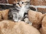 Sky - Siberian Cat For Sale - Chelsea, MA, US