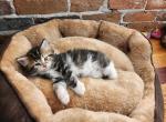 Romeo - Siberian Cat For Sale - Chelsea, MA, US