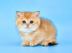 Tom - British Shorthair Cat For Sale - NY, US