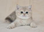 Tiffany - British Shorthair Cat For Sale - NY, US