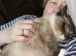 Sale Munchkin   Snookums - Munchkin Cat For Sale - Salem, OR, US