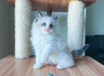 Bob - Ragdoll Cat For Sale - Fairfax, VA, US