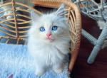 Nick - Ragdoll Cat For Sale - Fairfax, VA, US