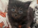 Smokey Black Maine Coon - Maine Coon Cat For Sale - Chapel Hill, NC, US