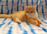 Adam - British Shorthair Cat For Sale - Chicago, IL, US