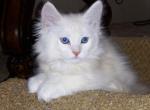 Evan red silver male - Maine Coon Cat For Sale - OH, US