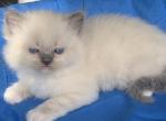 Ariel and Han - Ragdoll Cat For Sale - Brighton, CO, US