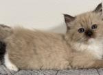 Alice - Ragdoll Cat For Sale - Ocala, FL, US