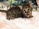 Miss Red F4 Savannah - Savannah Cat For Sale - Lakeland, FL, US